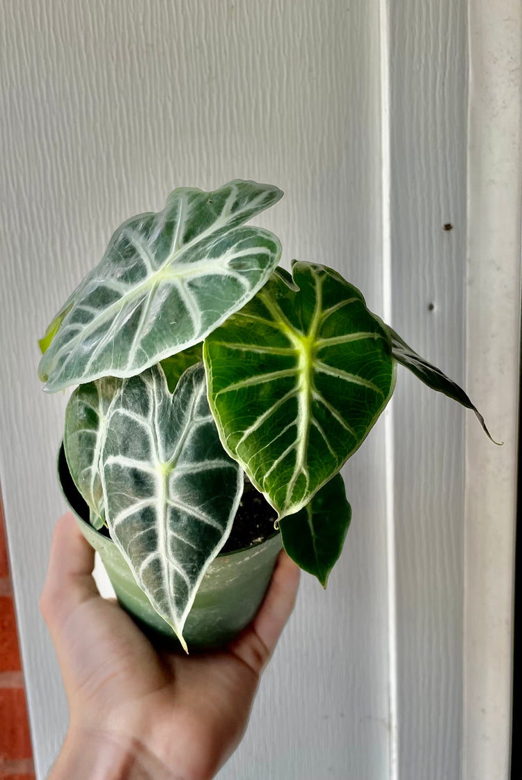 4” Alocasia Mandalay - Houseplant