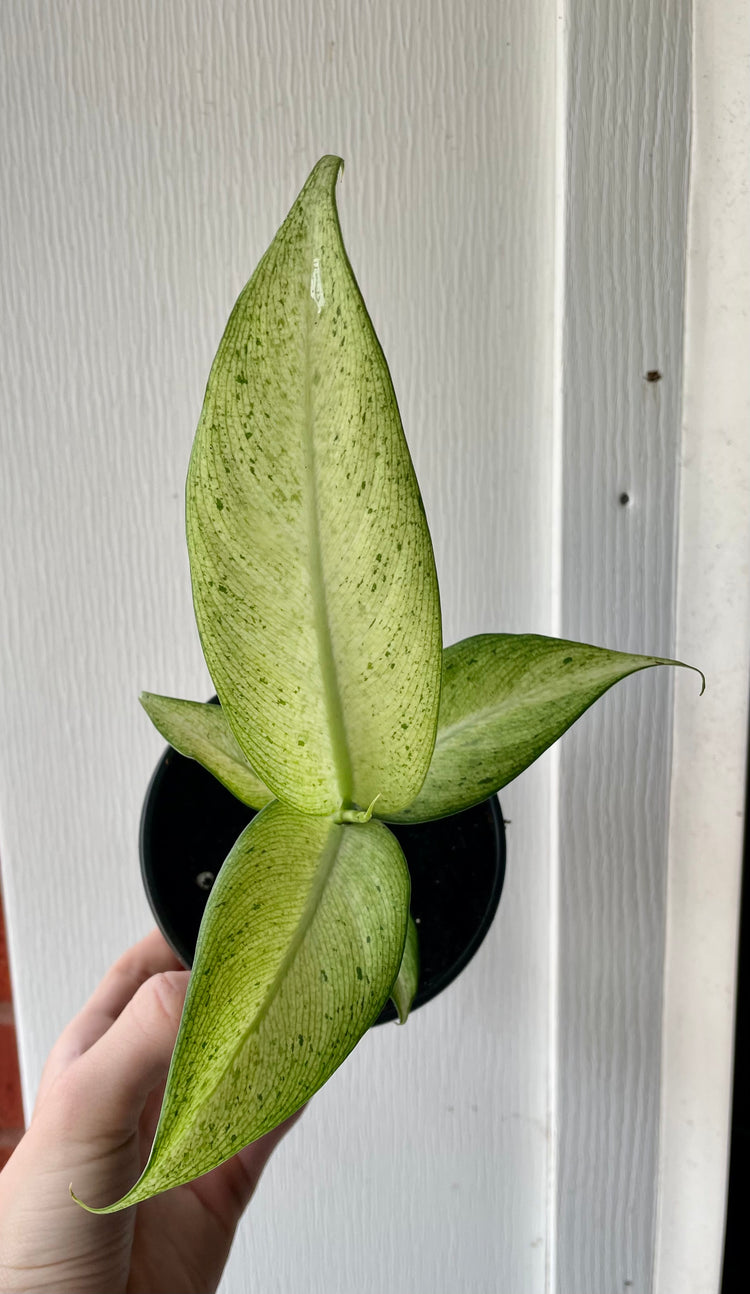 4” Dieffenbachia - Houseplant
