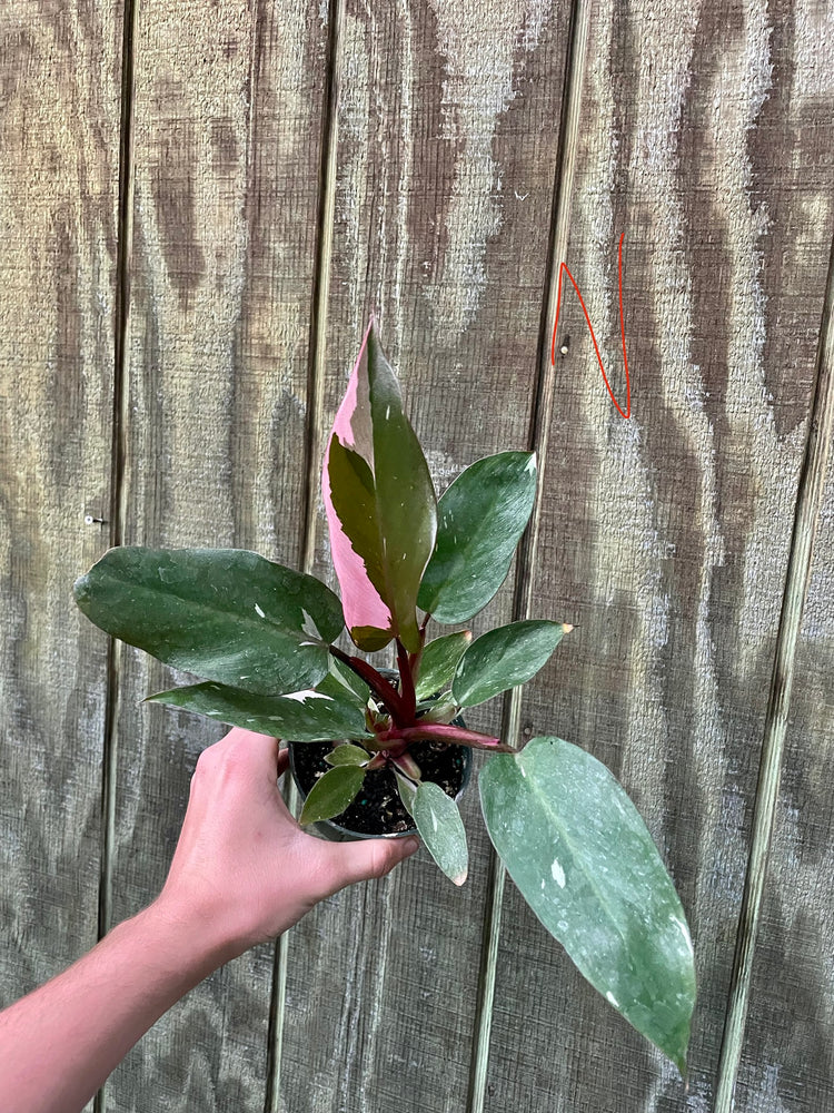 4” Pink Princess ‘N’