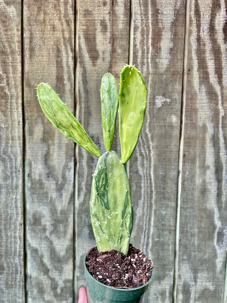 4” Variegated Pear Cactus