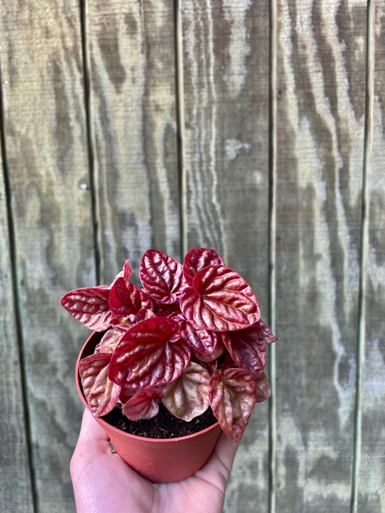 4” Peperomia ‘Quito’