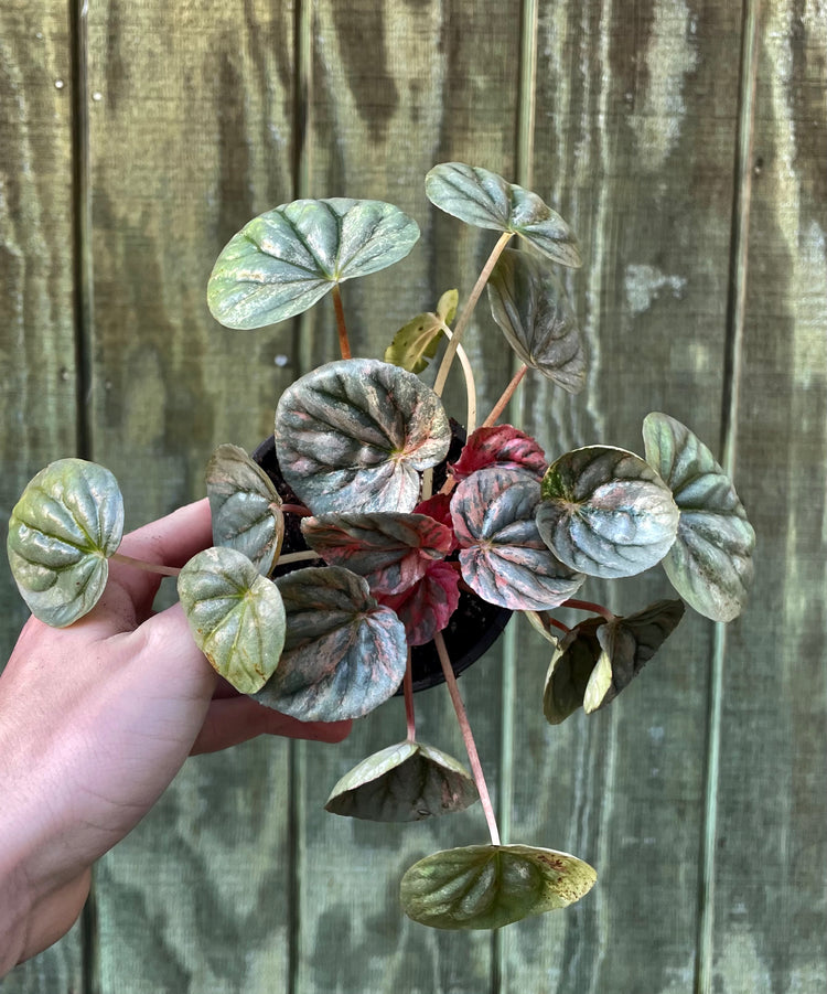 4” Pink Lady Peperomia
