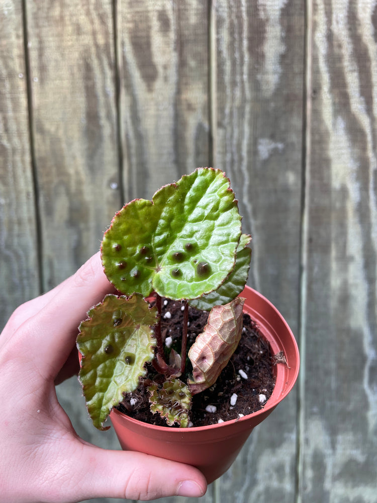 4” Begonia Ferox