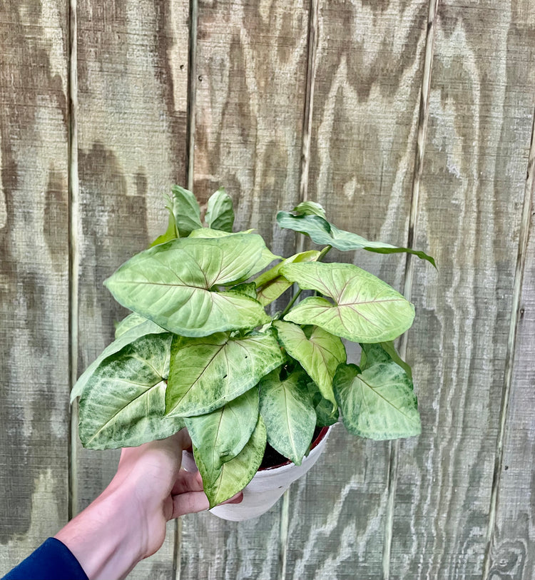 6” Syngonium Flecked