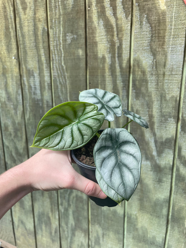4” Alocasia Silver Dragon