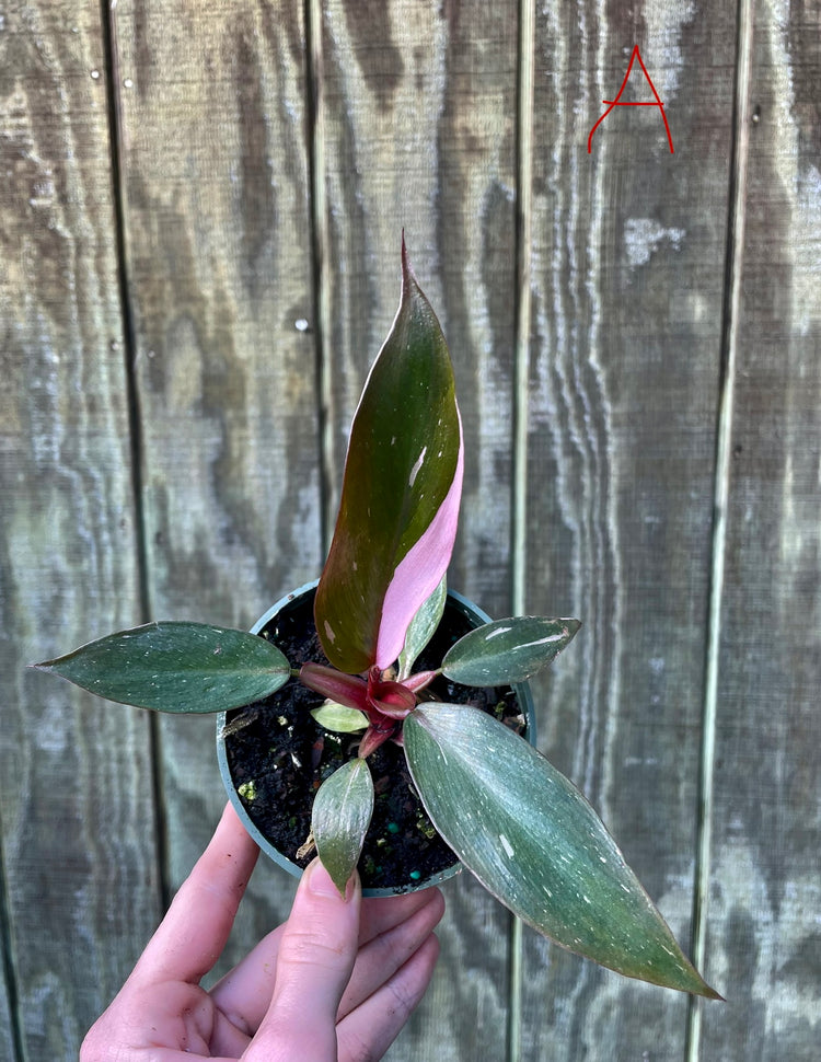 4” Pink Princess ‘A’