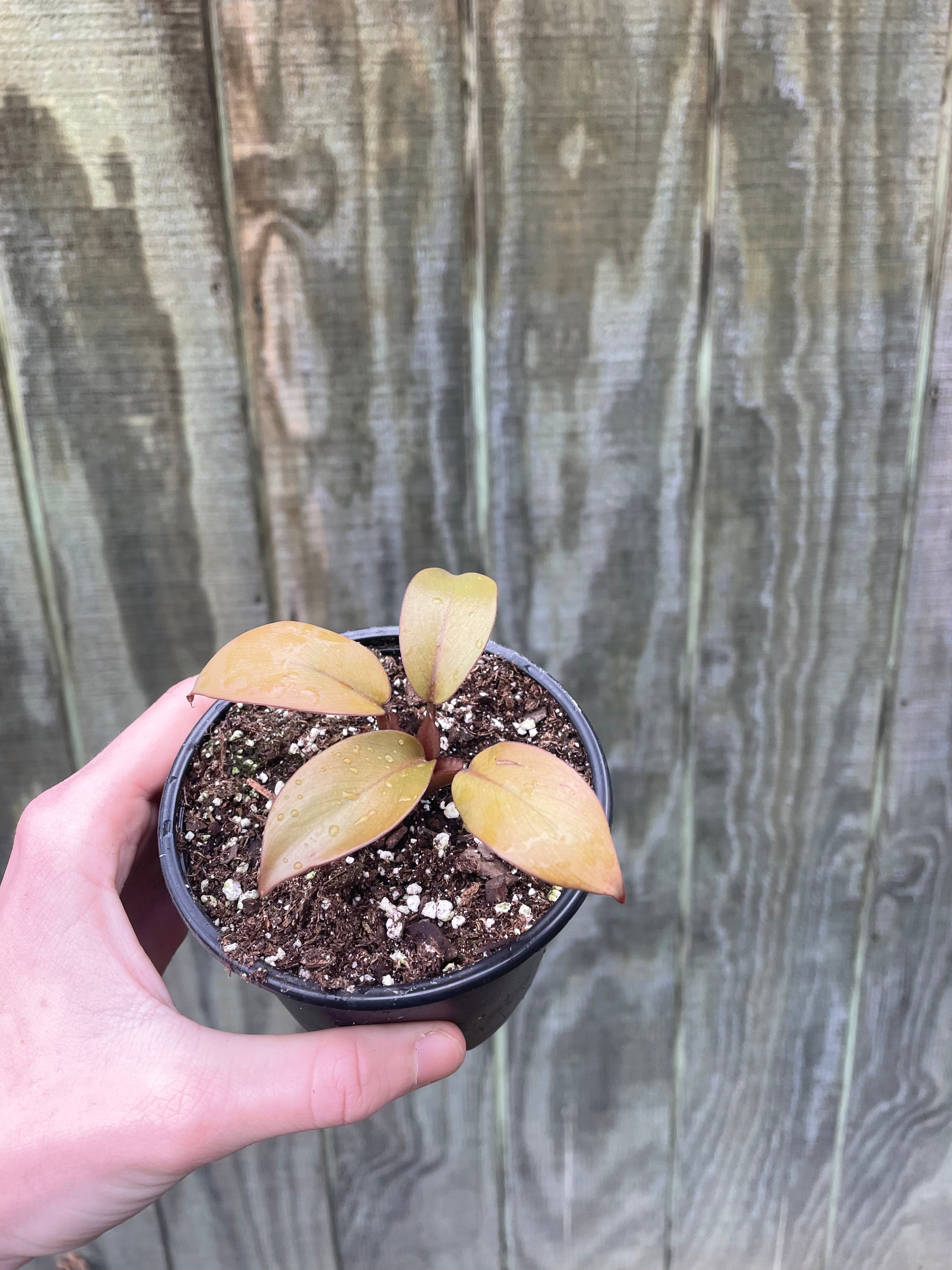 4” Caramel Black Cardinal Philodendron