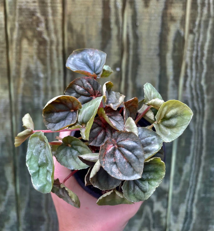 4” Pink Lady Peperomia