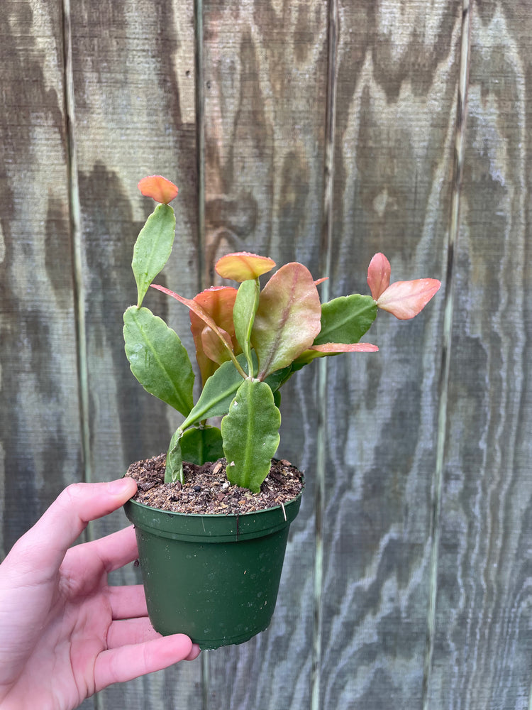 4” Rhipsalis
