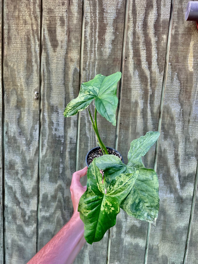 4” Syngonium Mojito