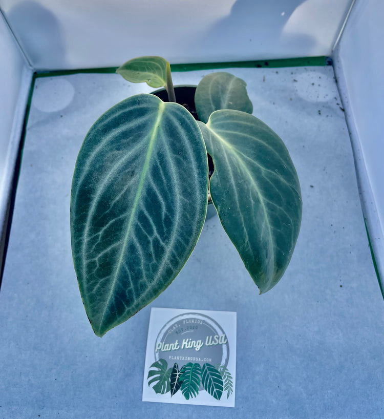 4” Rare Peperomia Maculosa ‘A’