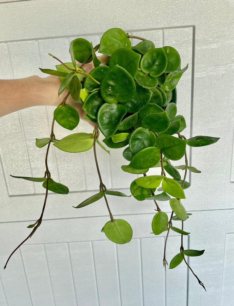 6” Hoya Chelsea ‘A’