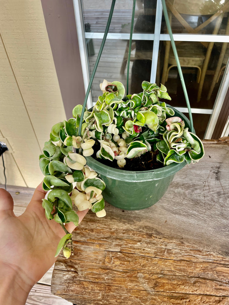 8” Hoya Variegated Rope