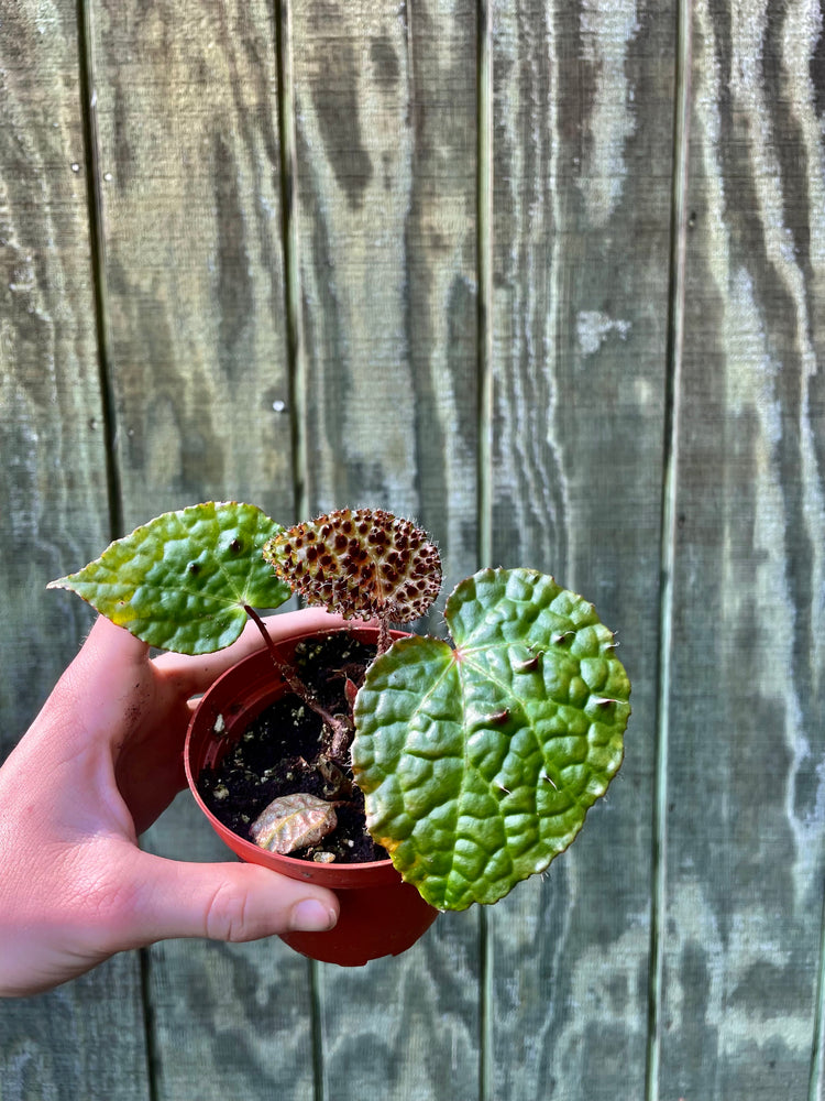 4” Begonia Ferox