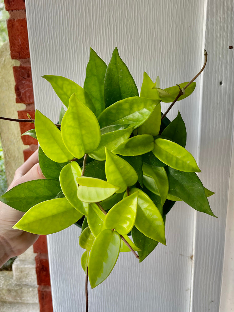 8” HB & 6” Hoya Carnosa Jade- Houseplant