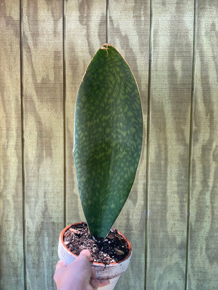 6” Whale Fin Sansevieria