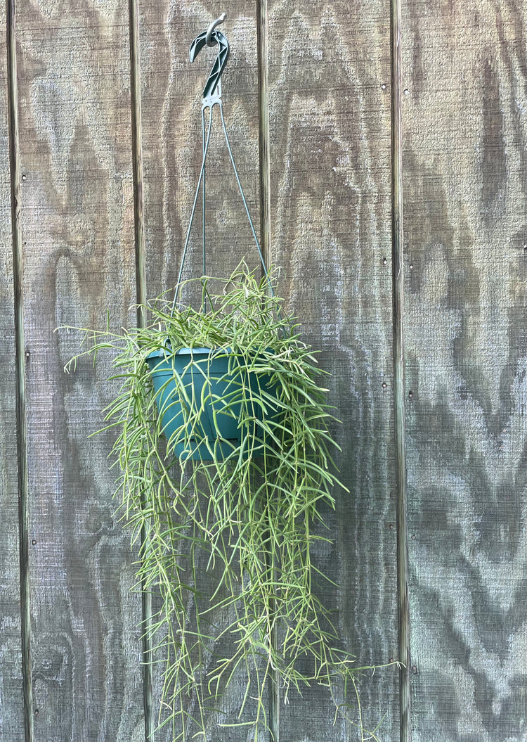 8” HB Hoya Linearis