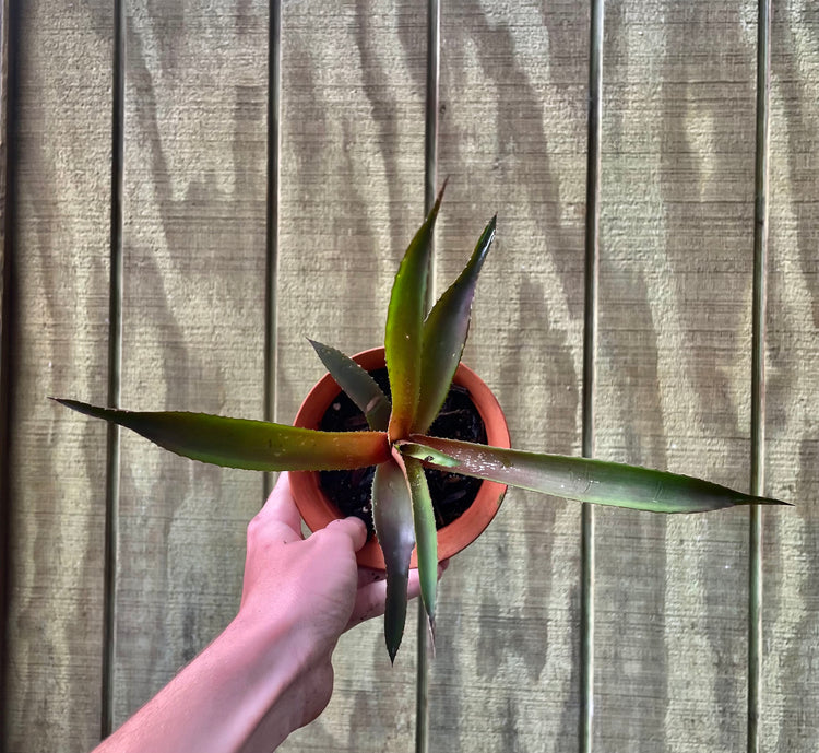 4” Black Aloe- Succulent