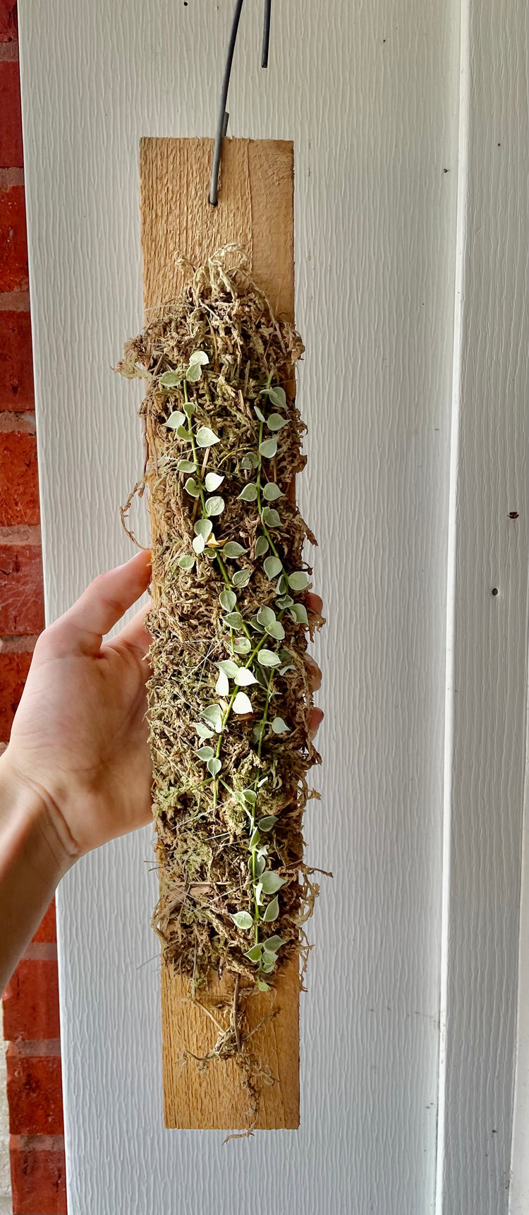 Variegated Million Hearts Wall Board - Houseplant