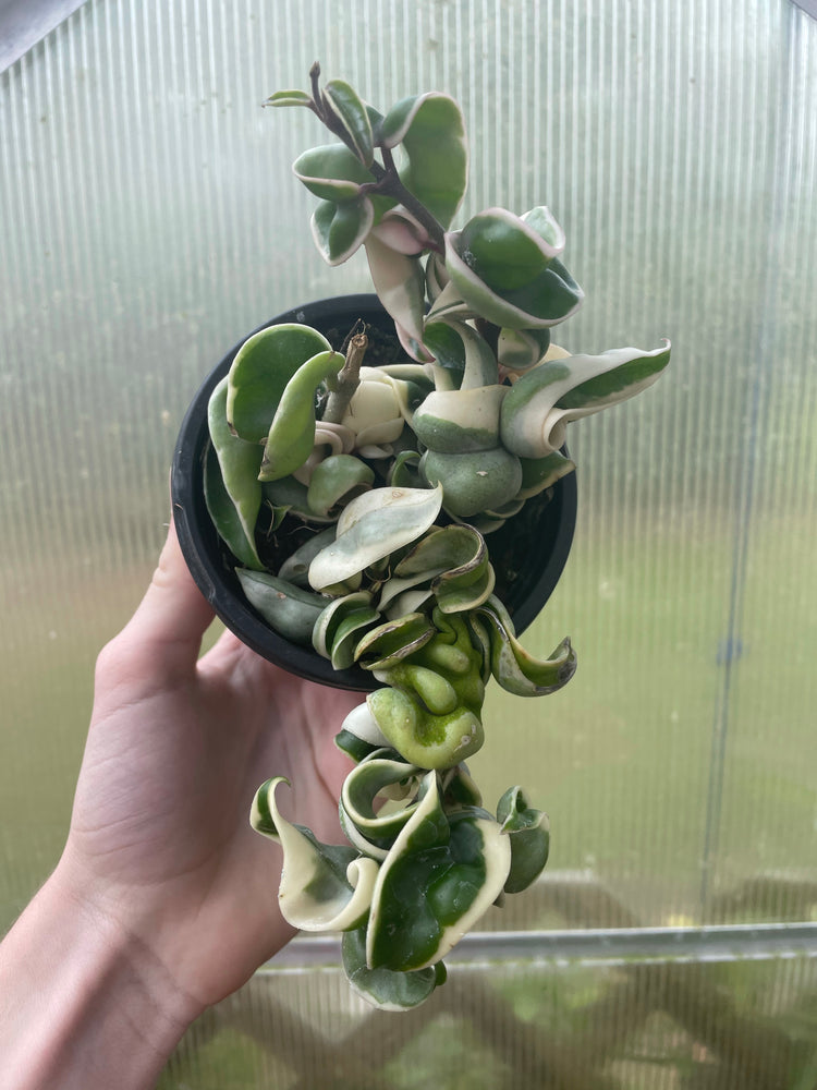 L Variegated Hoya Compacta - Succulent/ Houseplant