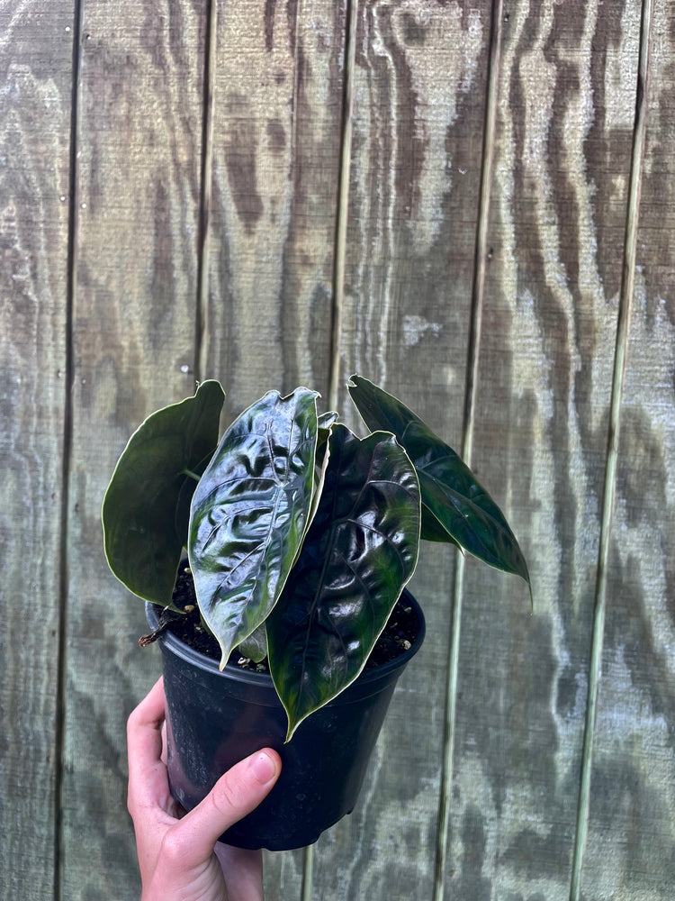 6” & 4” Alocasia Azlanii