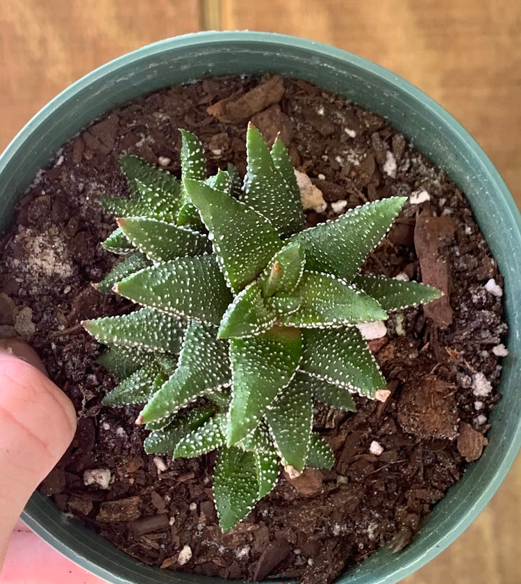 Haworthia Snow Caps (Haworthiopsis Attenuata) 3’- Succulent
