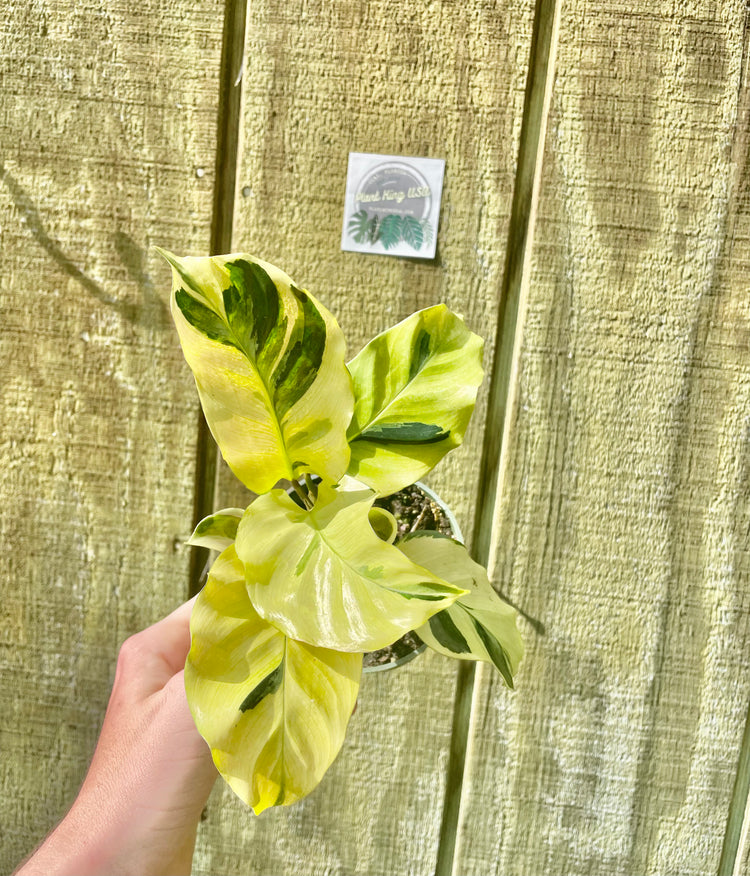 4” Yellow Fusion Calathea
