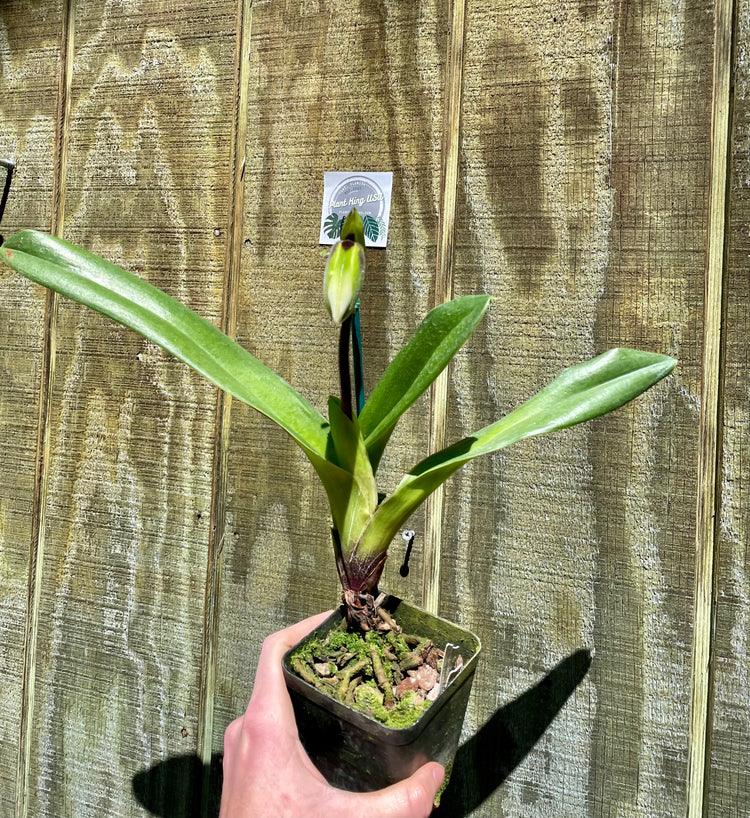 4” Lady Slipper Orchid