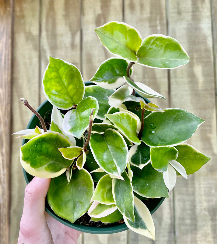 Hoya Tri Color Queen ( 6β) - Houseplant