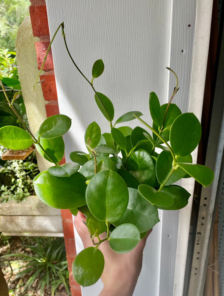 6” Hoya Australis