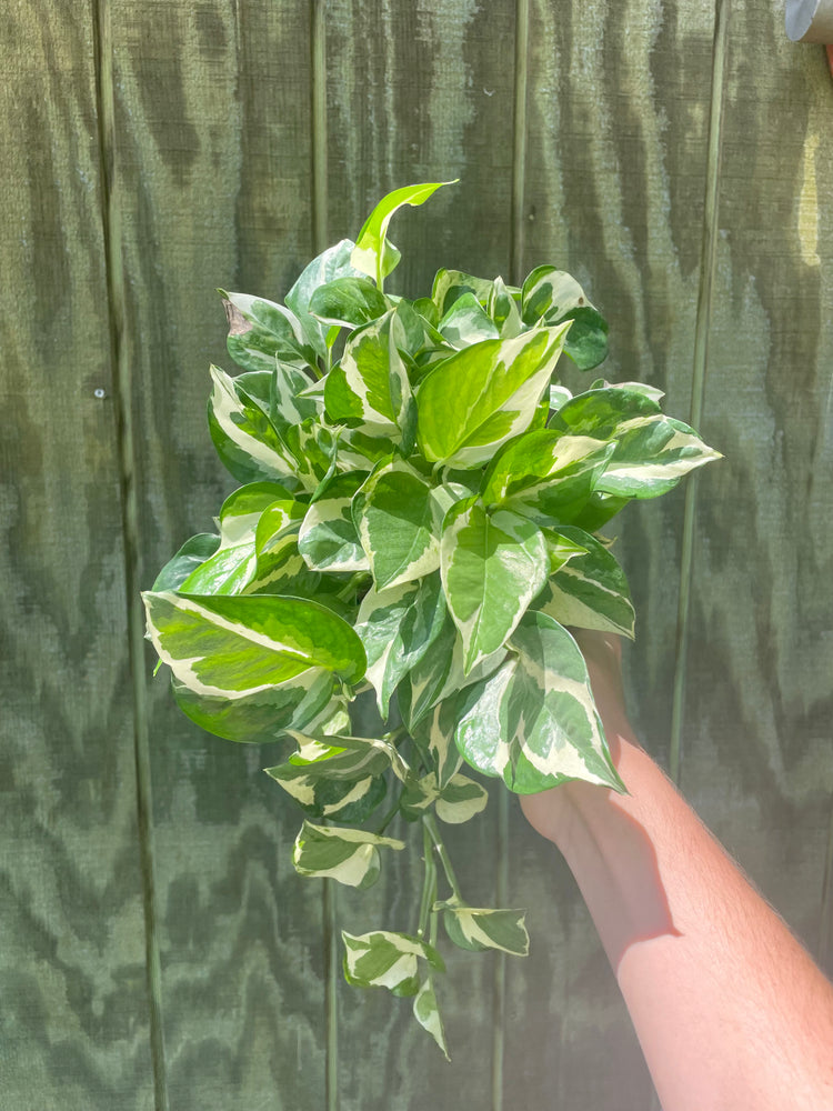 6” Pothos PJ