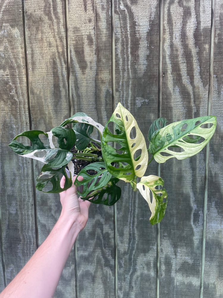 6” Monstera Adanosii Variegated