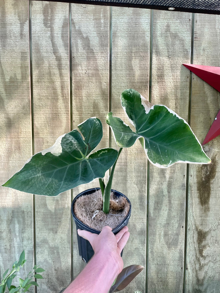 Alocasia ‘Mickey Mouse’