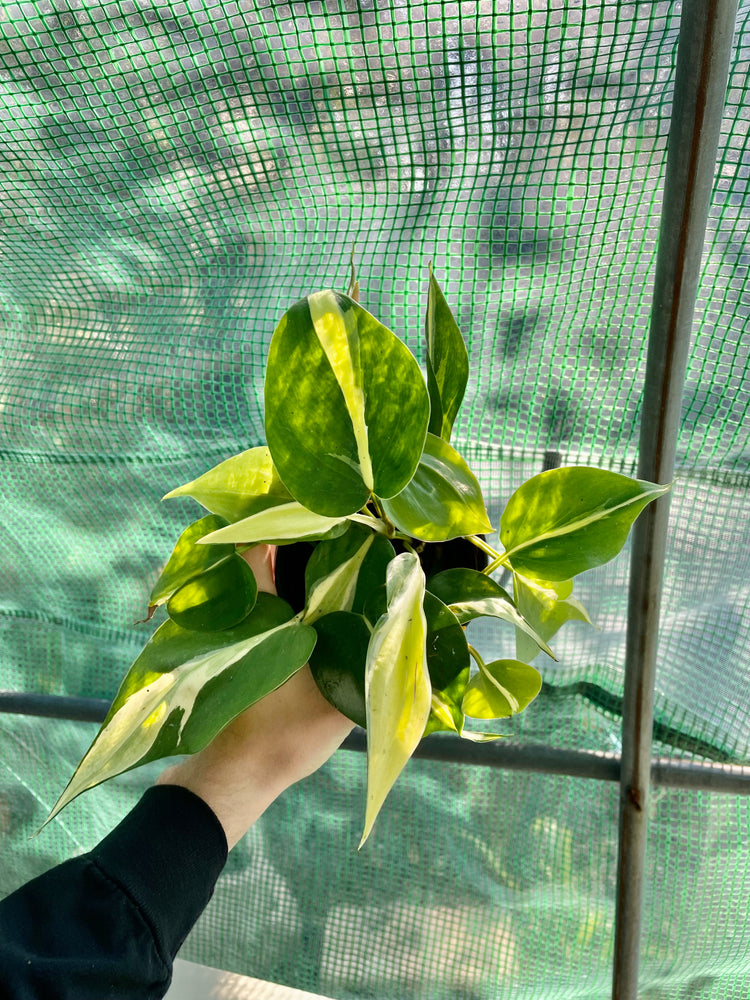 4” Philo Silver Splash