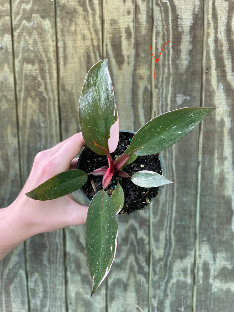 4” Pink Princess ‘Y’