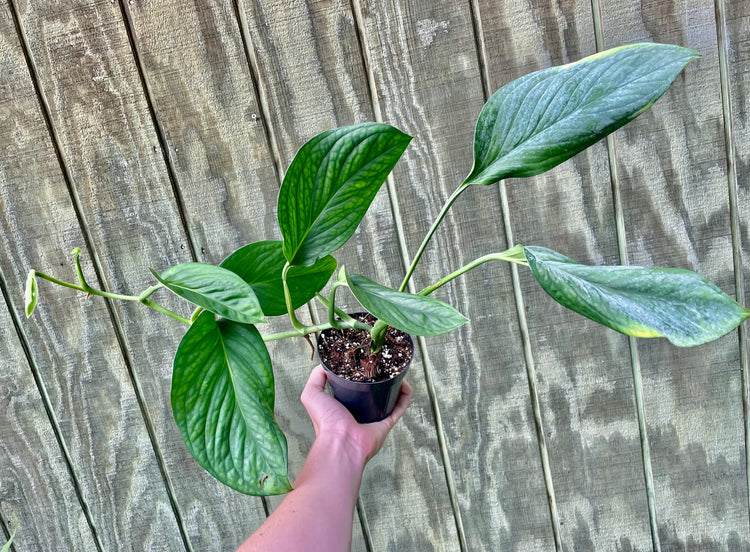 4” Monstera Pinnatpartita ‘A’- Houseplant