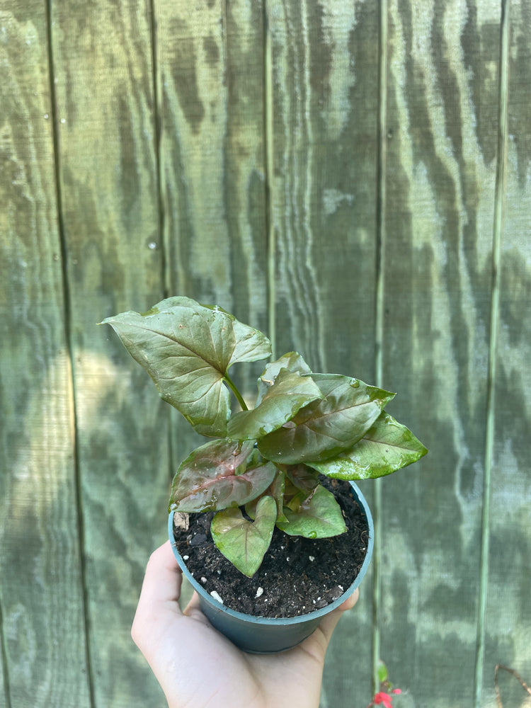 4” Plum Syngonium