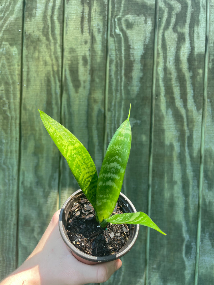 3” Snake Plant