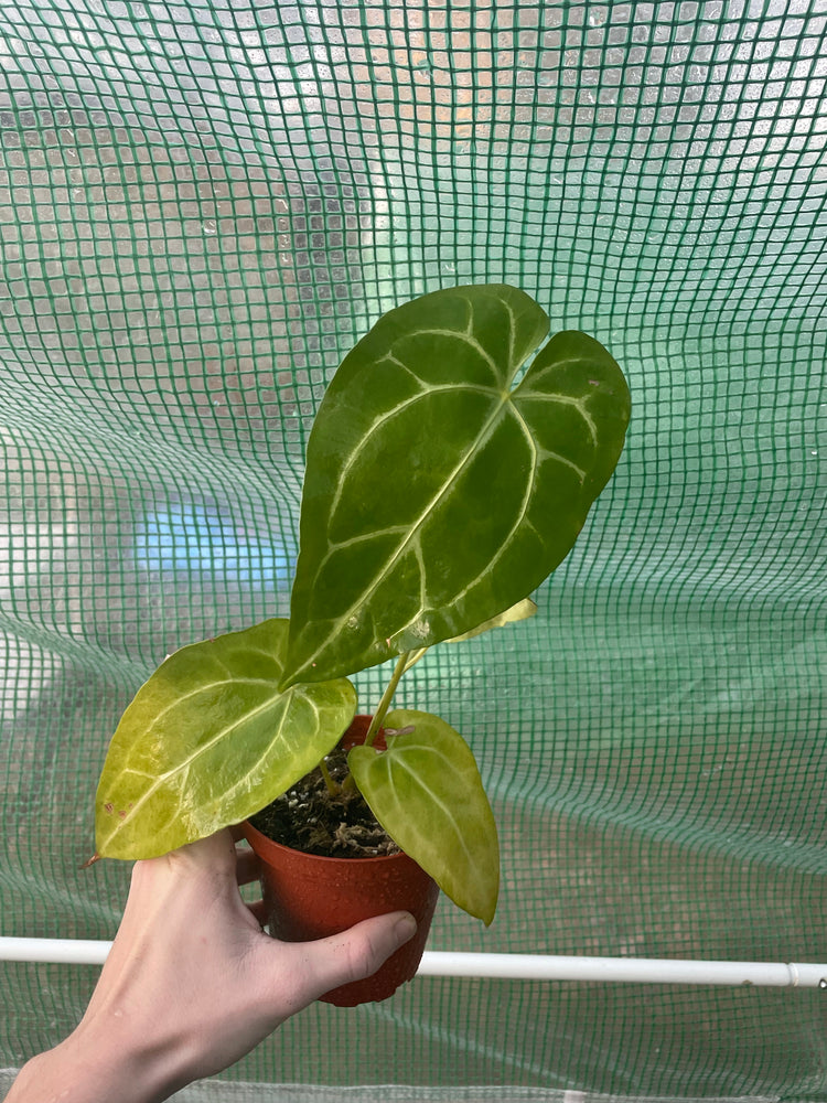 4” Anthurium Magnificum