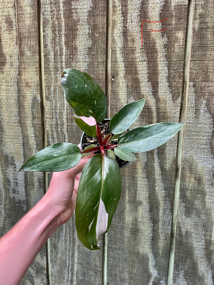 4” Pink Princess ‘F’