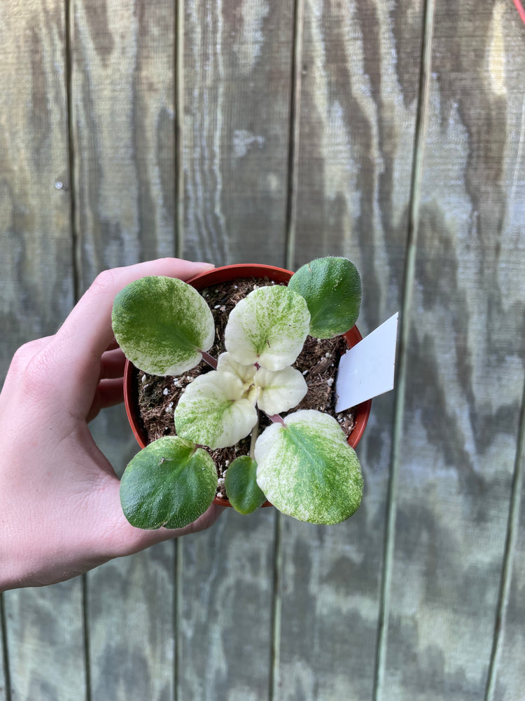 4” ‘Salmon’ Variegated Violet