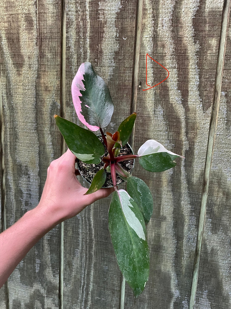 4” Pink Princess ‘D’