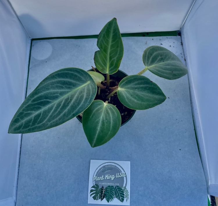 4” Rare Peperomia Maculosa ‘B’