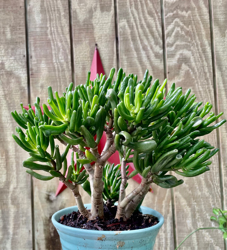 5” Shrecks Jade Bonsai - Succulent