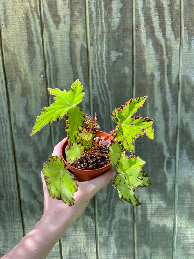 4” Begonia Limeop