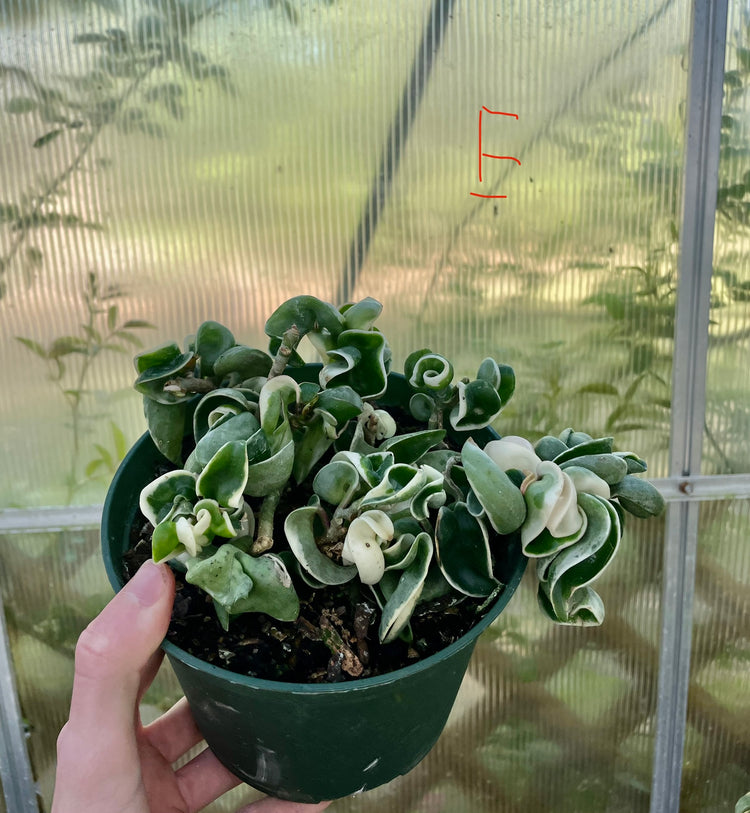 6” Variegated Compacta