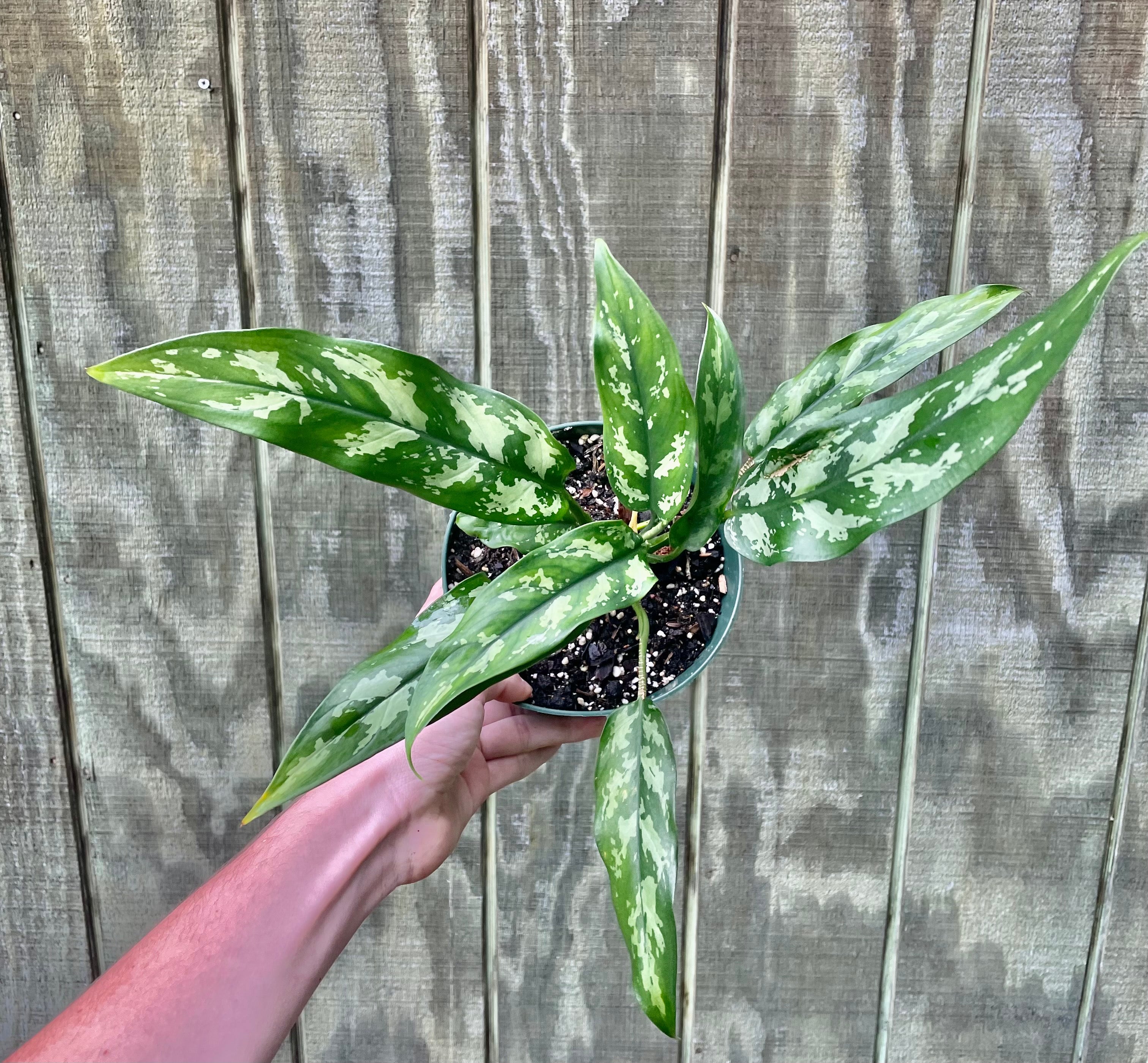 aglaonema emerald 6” Aglaonema Emerald Beauty- Houseplant