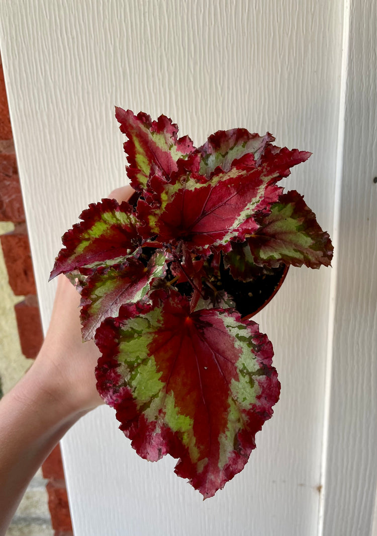 4” Begonia Rex - Houseplant