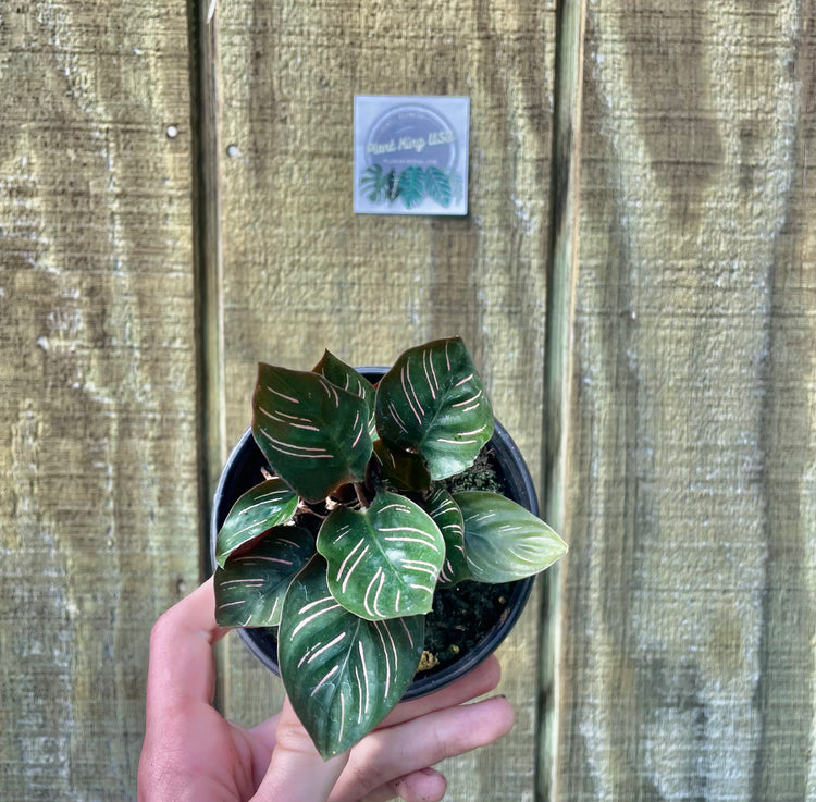4” (small) Calathea Pinstripe