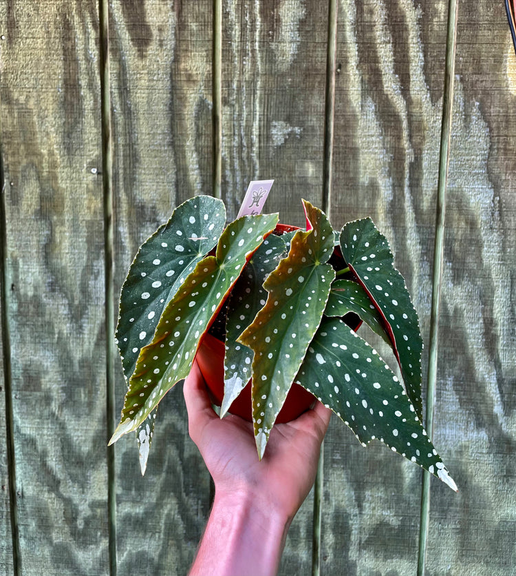 6” Harmony’s ‘Butterfly’ Begonia